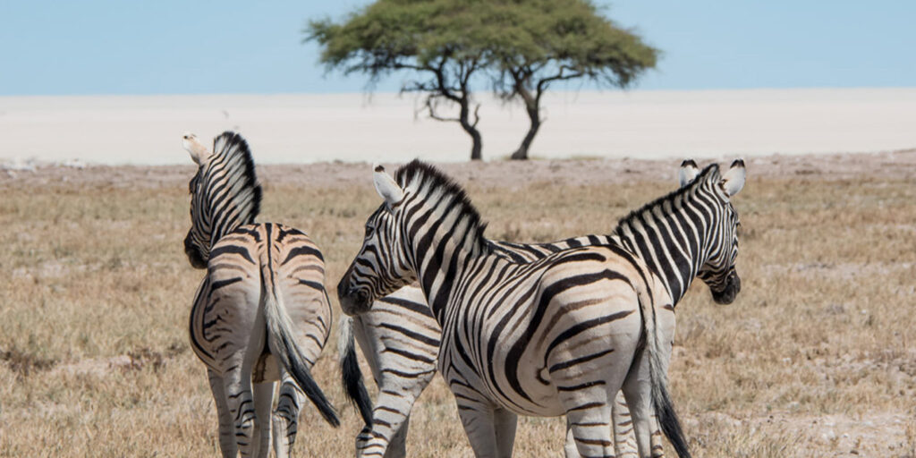 Fabulous Mama - zebra